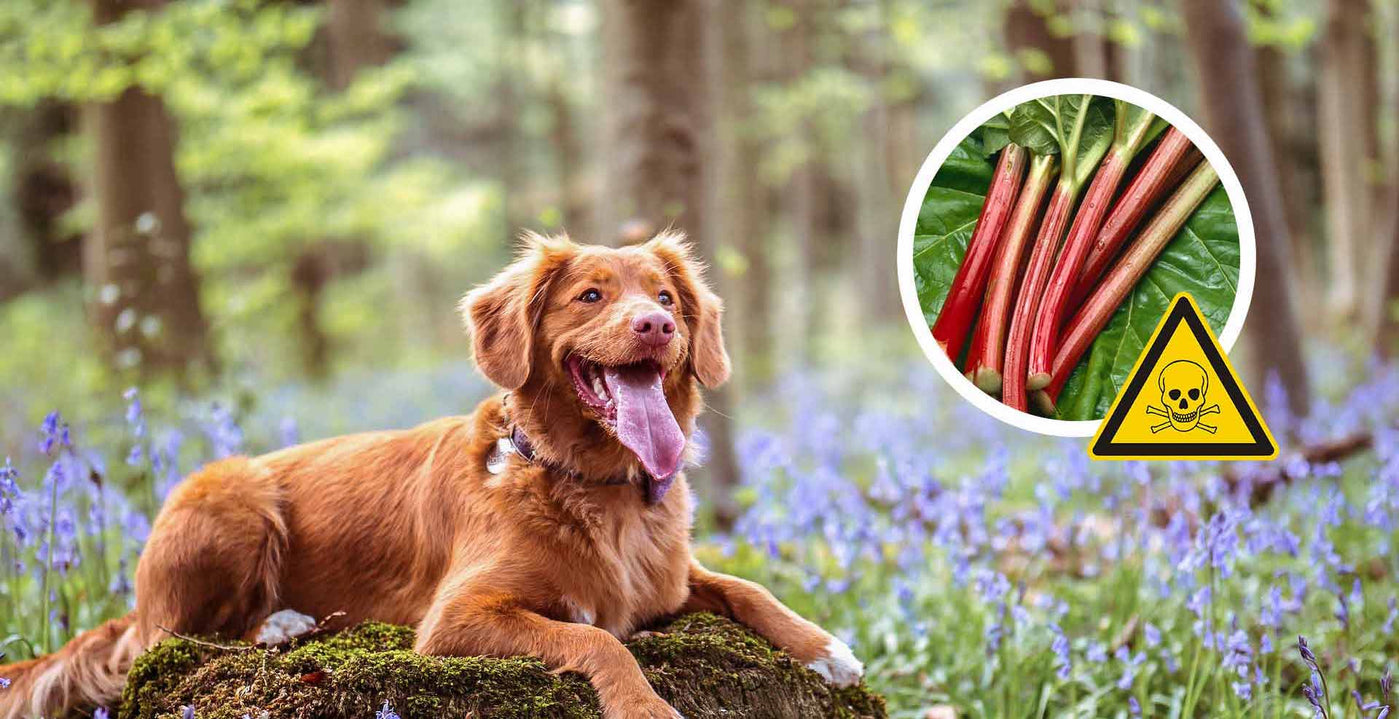 Was dürfen Hunde nicht essen?