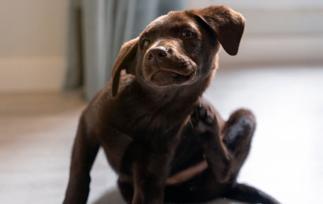 Hund kratzt sich wegen Zecken