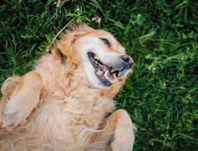 Übergewichtiger Hund liegt im Gras