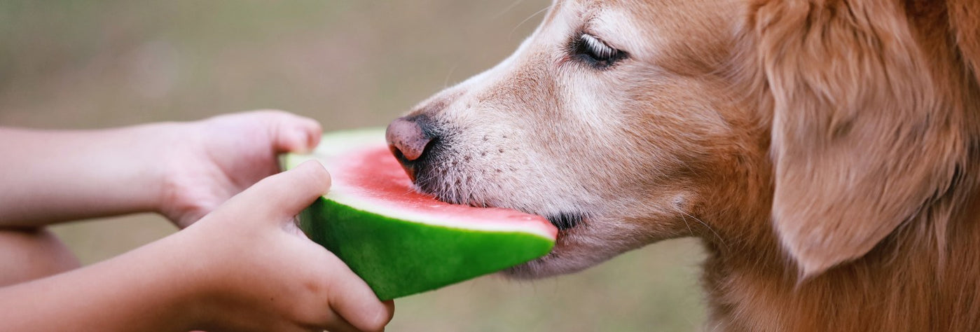 hund frisst ein stuck wassermelone