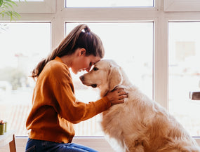 So gestaltest du ein hundefreundliches Zuhause: Sicherheit und Beschäftigung