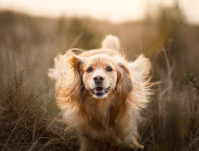 Ein froher Hund auf dem Feld