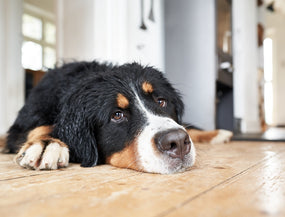 Alterserscheinungen bei Hunden und wie man damit umgeht