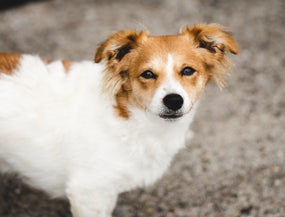 Hund schaut aufmerksam in die Kamera