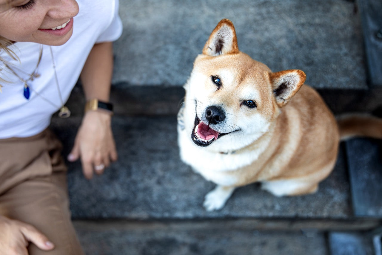 Ein froher Hund blickt in die Kamera