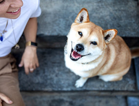 Ein froher Hund blickt in die Kamera