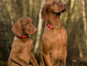 Erst fest, dann dünn, dann viele Fragen - wechselnde Kotkonsistenz beim Hund