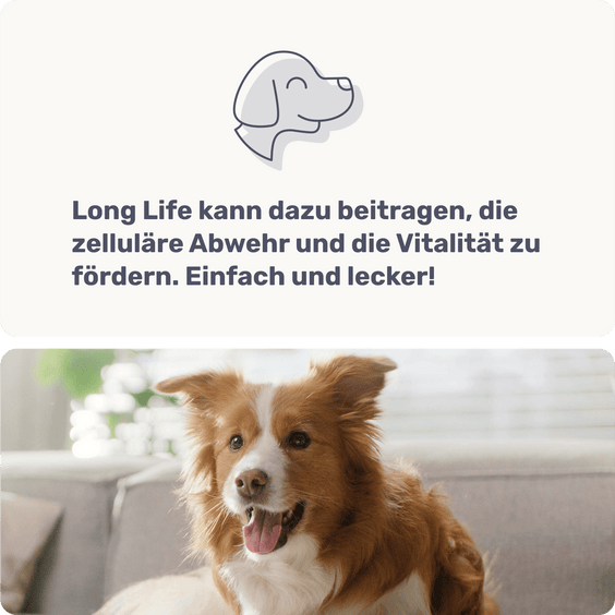 Hunde Zellpowersnack Long Life Produktstudie